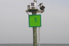 PELICAN_ON_PILING