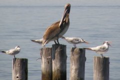 Pelican_and_seagulls