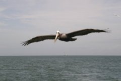 Pelican_in_Flight_small