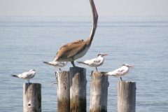 Pelican_w_extended