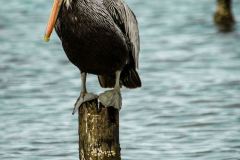 iStock_000022463979Large-pelican-on-piling
