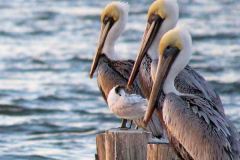 pelicans-close-up-1-jan-2015-sm