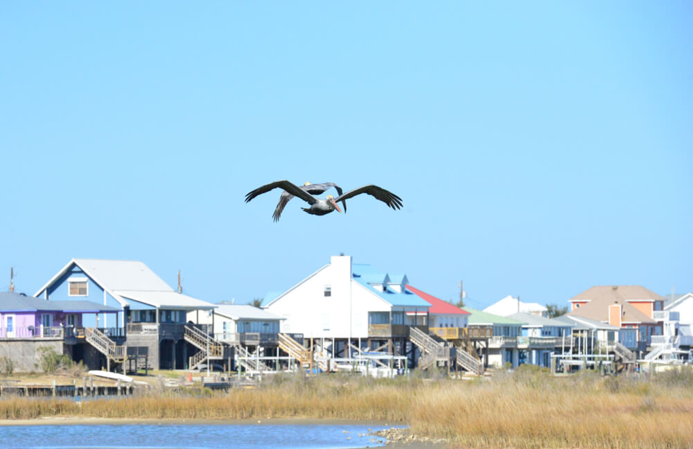 Alabama in the fall on Dauphin Island: picture showing fall bird migration on the island