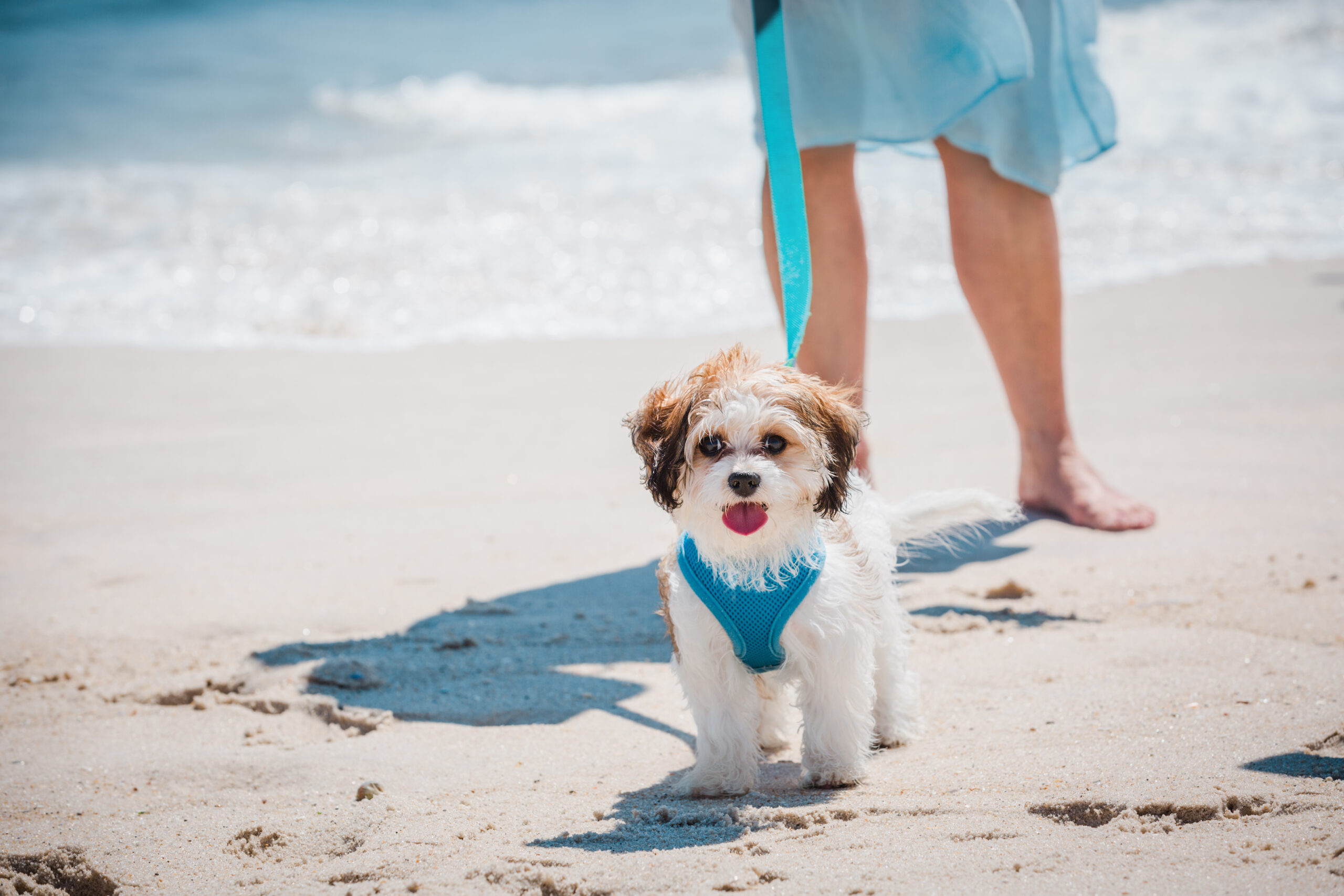 dog on the beach in Dauphin Island