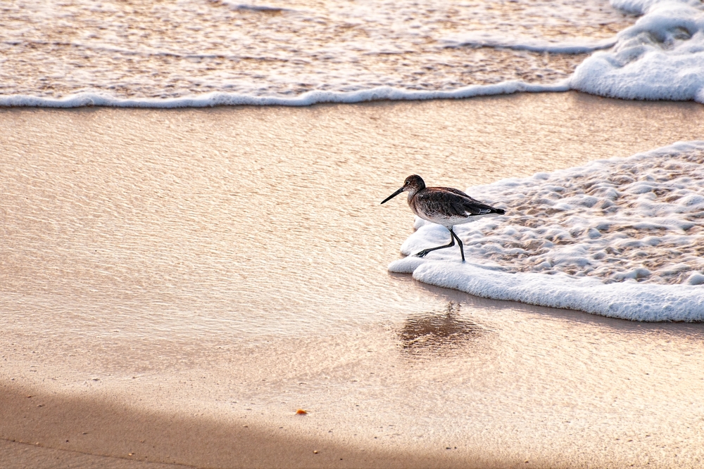 Bird playing in the water at the beach on Dauphin Island